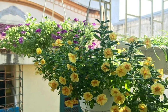 6 loại hoa treo dễ trồng, làm đẹp ban công dịp Tết