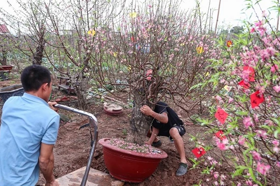 Đào Nhật Tân rời phố về vườn, bắt đầu 'hồi sinh' cho Tết năm sau 