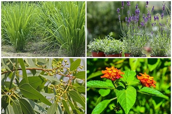 10 loại cây đuổi rắn hiệu quả nên trồng quanh nhà 