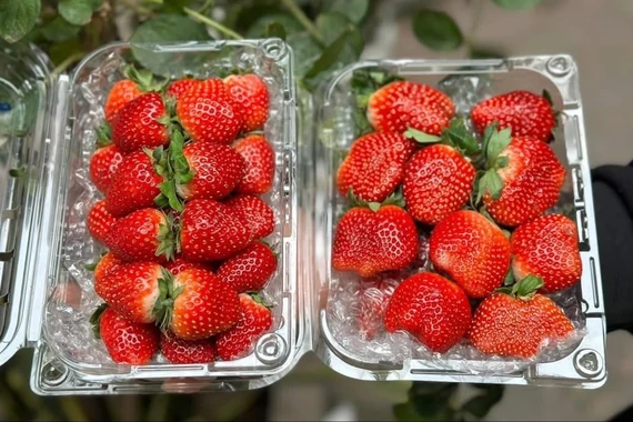 Dâu tây Mộc Châu đầu mùa nửa triệu đồng/kg vẫn hút khách 