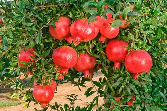 3 loại cây như "két sắt giữ lộc" trong nhà 