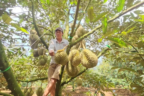 Độc lạ nghề "hái ra tiền" chỉ bằng đôi tai thính