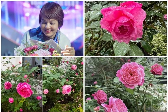 Mãn nhãn vườn hồng đẹp như cổ tích của MC Diễm Quỳnh 