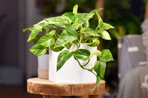 Ý nghĩa phong thủy: Trầu bà hút tài lộc, hóa giải tà khí. Trong phong thủy, cây mang lại may mắn, bình an, giúp thu hút vượng khí. Trầu bà xanh tượng trưng cho sự bền vững, vàng mang đến may mắn.
