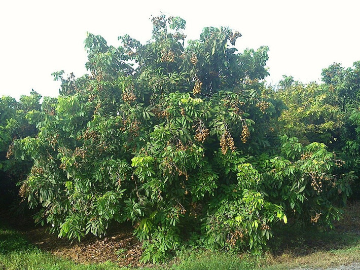 5. Cây nhãn: Cây nhãn là loại cây ăn quả quen thuộc ở khắp ba miền. Cây có tuổi thọ cao, tán rộng, mùa hè cho bóng mát, đến tháng 7-8 thì sai quả ngọt lịm, mọc thành chùm trĩu cành. Quả nhãn có vị ngọt, cùi dày, được dùng để ăn tươi hoặc sấy khô làm long nhãn - vị thuốc bổ trong Đông y.