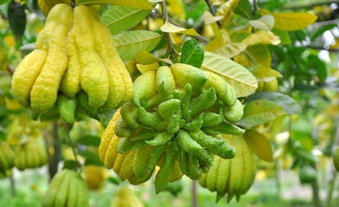 Cây tượng trưng cho phúc lộc, trường thọ, gia đạo bình an và tiền tài dồi dào. Nhiều người tin rằng, đặt Phật thủ trong nhà còn giúp xua xui rủi và chiêu mời quý nhân.