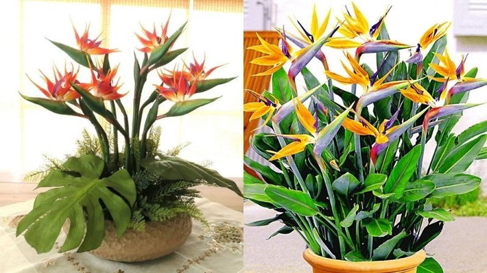 Cây cảnh này chịu được thời tiết khắc nghiệt và dễ trồng hơn nhiều. Hơn nữa, chúng phát triển nhanh và mạnh mẽ. Chỉ trong vài năm, chúng có thể cao tới trần nhà.