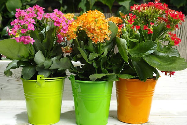 Cây sống đời là một trong những loại cây phong thủy được yêu thích, không chỉ bởi vẻ đẹp mà còn bởi ý nghĩa sâu sắc. Trong phong thủy, cây sống đời tượng trưng cho: