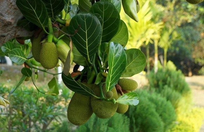 Ngoài ra, mít là cây rụng lá quanh năm. Lá mít to và rơi nhiều nên nếu trồng sát cổng hoặc hiên nhà, phần sân sẽ luôn trong tình trạng lộn xộn, mất mỹ quan nếu không được quét dọn thường xuyên.
