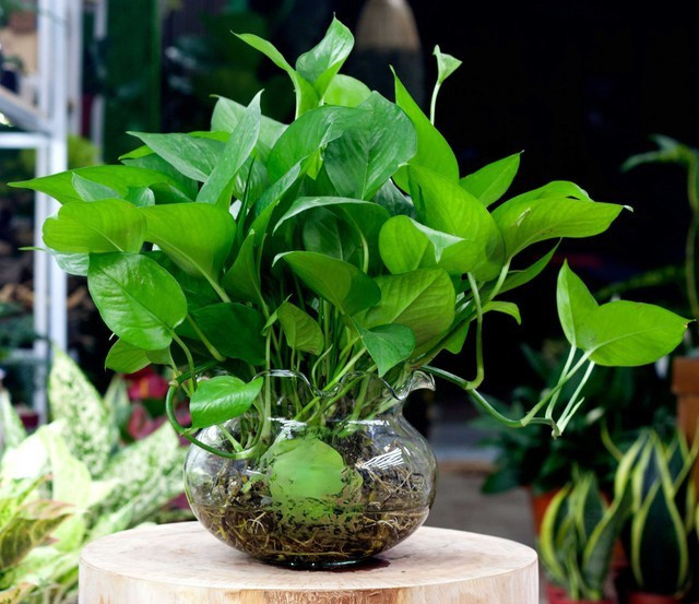 1. Cây trầu bà: "Lá bùa xanh" hút năng lượng xấu, giữ hòa khí trong nhà: Trầu bà là loại cây được trồng cực phổ biến ở Nhật: từ văn phòng đến nhà ở nhờ vào khả năng thanh lọc không khí và điều hòa phong thủy.