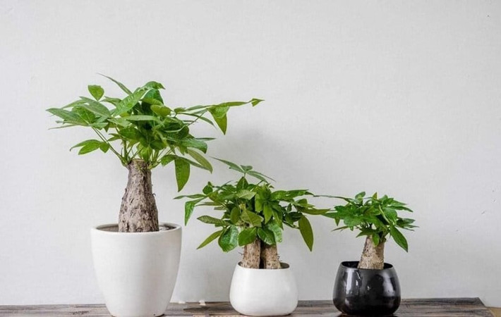 Cây cảnh kim ngân là một trong những loại cây cảnh trong nhà hoàn hảo mang đến cho ngôi nhà của bạn cảm giác nhiệt đới và bầu không khí trong lành, là loại cây lành vô hại, không hề có độc tố.