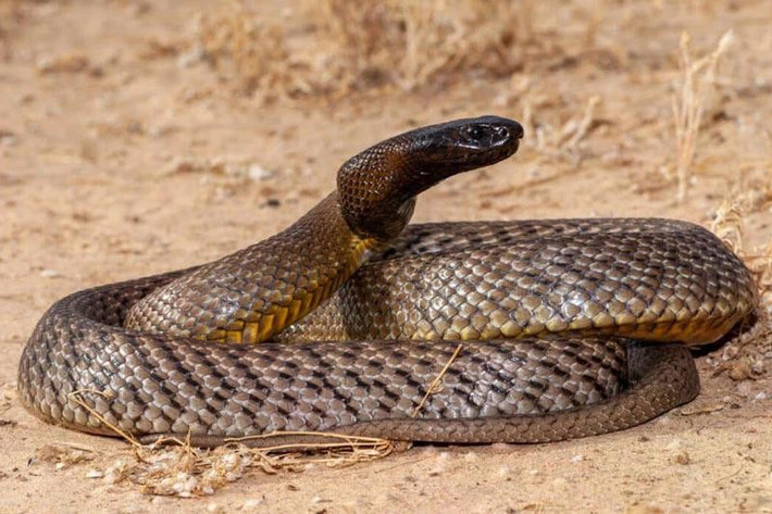 Rắn Taipan nội địa: Tên khoa học: Oxyuranus microlepidotus. Biệt danh: Fierce Snake (Rắn hung dữ) – mặc dù nó cực kỳ nhút nhát ngoài tự nhiên.