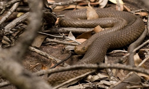 2. Eastern Brown Snake – Rắn Nâu Phương Đông: Chiếm phần lớn số vụ tử vong do rắn cắn tại Úc, Eastern Brown Snake là nỗi khiếp sợ ở các vùng nông thôn. Nọc độc của nó gây liệt thần kinh và rối loạn đông máu nhanh chóng.