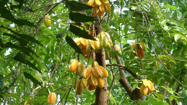 5. Vị trí trồng khế: tránh giữa cổng, chọn bên trái hoặc phải: Theo phong thủy dân gian, không nên trồng khế ngay giữa lối vào chính. Hãy trồng lệch về bên trái hoặc phải để tránh cản tài lộc và sinh khí, lại thuận tiện cho đi lại.