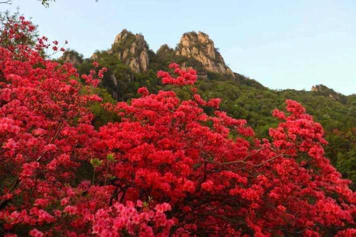 Đỗ quyên đẹp, nhưng không hợp với cuộc sống bận rộn hiện đại: Để cây sống khỏe và nở hoa trong nhà, người trồng cần nhiều kỹ năng và thời gian – điều không phải ai cũng có trong guồng sống đô thị.