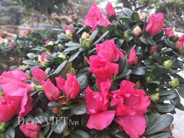 Có nhiều lựa chọn thay thế đỗ quyên trong không gian nội thất: Thay vì đỗ quyên, bạn nên chọn lan ý, lưỡi hổ, kim tiền hay trầu bà – những cây cảnh dễ sống, lọc không khí tốt và ít đòi hỏi chăm sóc đặc biệt.