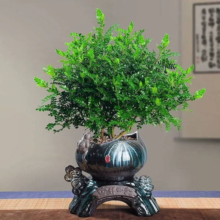 Không chỉ đẹp, cây còn có khả năng kháng khuẩn, khử mùi và thanh lọc không khí, lan tỏa hương thơm dịu nhẹ, nâng cao chất lượng sống hàng ngày.