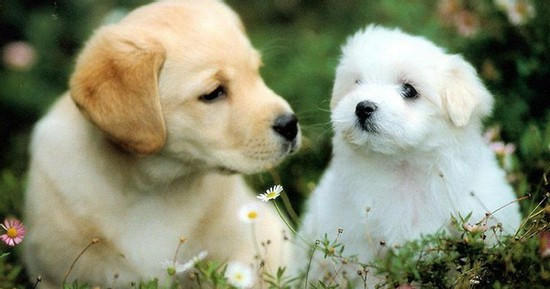 Chỉ cần họ giỏi lập kế hoạch và hành động táo bạo thì tháng 6 này sẽ trở thành bước ngoặt trong cuộc đời con giáp tuổi Tuất.