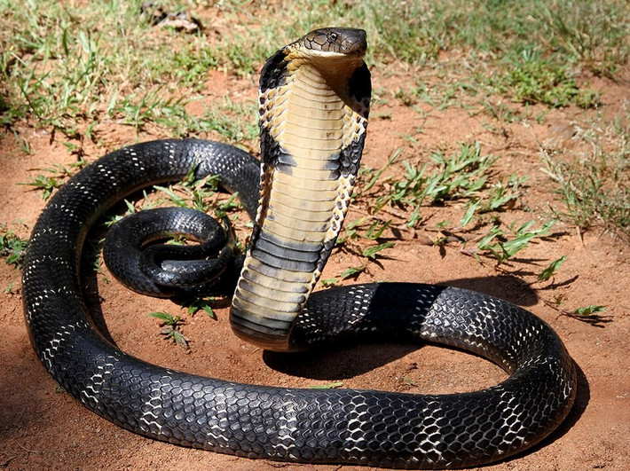 9. King Cobra – Rắn Hổ Mang Chúa: Với chiều dài có thể lên tới 5,5 mét, King Cobra là loài rắn độc dài nhất thế giới. Nọc độc của nó không mạnh bằng một số loài khác nhưng lượng nọc khổng lồ có thể giết chết một con voi nhỏ.