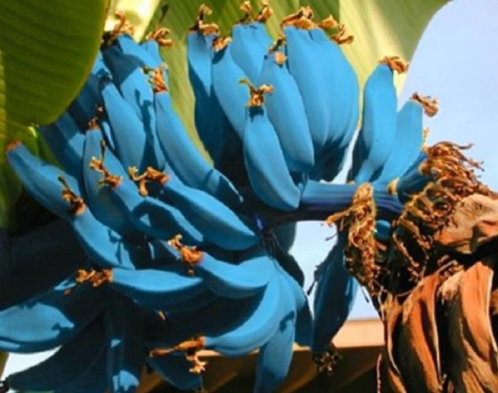 Thực tế, đã có nhiều người mua loại chuối này về để đông đá và ăn như kem. Một cách chế biến khác là dùng máy xay sinh tố để xay chuối đã đông đá, để tạo ra kem chuối tựa như vani mà chẳng cần đến nguyên liệu thứ hai.