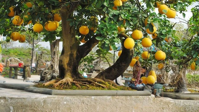 Việc chặt bỏ bừa bãi có thể gây ra hiện tượng đứt mạch phong thủy, kéo theo vận xui, xáo trộn trong gia đạo, sức khỏe lẫn tài chính. Nếu bắt buộc phải di dời, người xưa thường làm lễ xin phép tổ tiên, đồng thời trồng cây khác thay thế để giữ dòng khí không bị ngắt đoạn. *Thông tin trong bài mang tính tham khảo, chiêm nghiệm