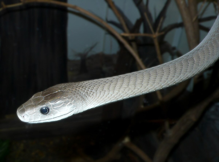Với chiều dài lên đến 4 mét, mamba đen rất hung dữ và tấn công liên tục khi bị đe dọa. Một vết cắn của nó thường dẫn đến cái chết nếu không có huyết thanh kịp thời.
