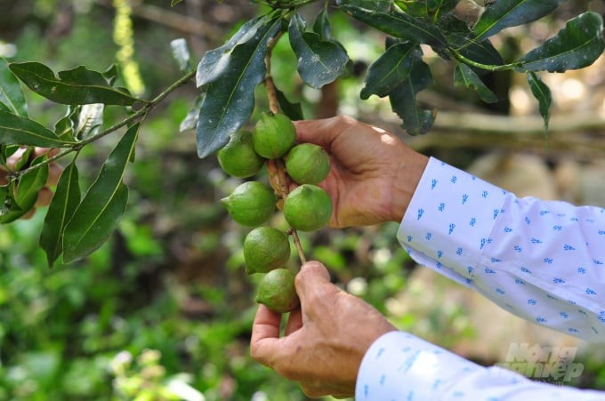6. Loài cây đặc biệt có nguồn gốc từ thổ dân Úc. Từng được gọi là "Kindal" bởi thổ dân, mắc ca sau đó được đặt lại tên theo tiến sĩ John Macadam, và trở thành loại hạt biểu tượng của vùng đông bắc Australia.
