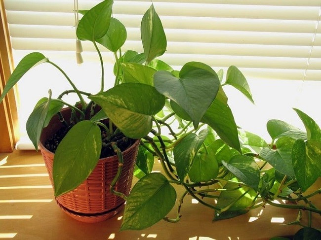 Mẹo chăm sóc để cây luôn xanh tươi, hút tài Tưới nước đều 2–3 lần/tuần, lau lá sạch để tăng quang hợp, bón phân nhẹ định kỳ. Nên để cây rủ tự nhiên hoặc uốn mềm mại giúp không gian sinh động và đón tài khí hiệu quả.