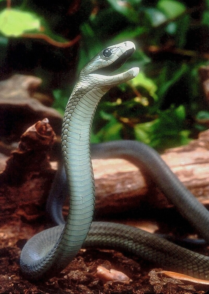 4. Black Mamba – Rắn Mamba Đen: Được mệnh danh là "cơn ác mộng đen" châu Phi, Black Mamba có thể di chuyển với tốc độ lên đến 20 km/h và giết người chỉ trong 20 phút sau khi cắn.