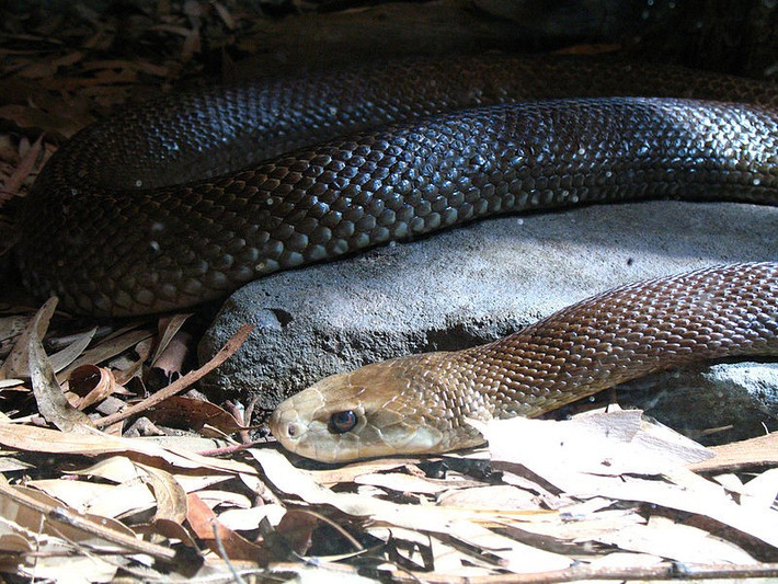 3. Coastal Taipan – Rắn Taipan Ven Biển: Coastal Taipan sở hữu nọc độc thần kinh có thể khiến nạn nhân tử vong trong vài giờ nếu không được điều trị kịp thời. Chúng phân bố tại ven biển phía bắc và đông Úc.