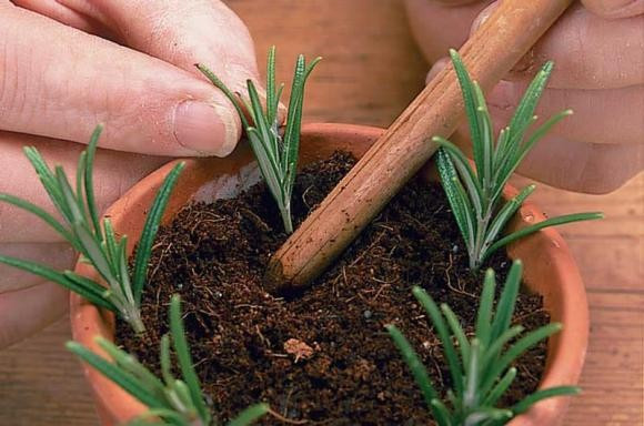 Dễ nhân giống bằng giâm cành, cây ưa nắng và gió. Đặt gần cửa sổ hoặc nơi có ánh sáng sẽ giúp cây phát triển và tỏa hương tốt nhất.