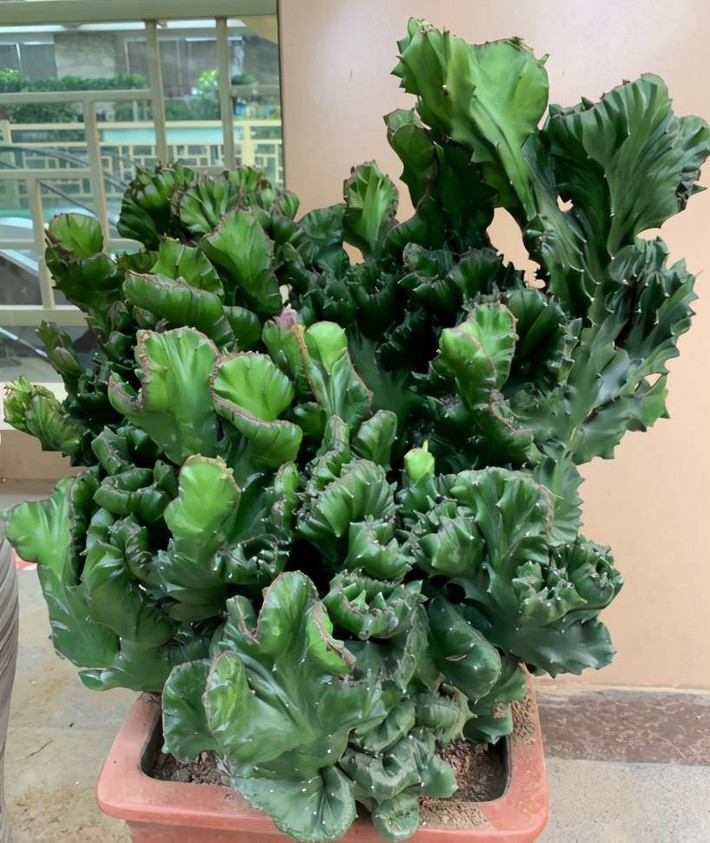 Trong phong thủy, ngọc kỳ lân có khả năng xua đuổi khí xấu, thu hút vận tốt. Trồng càng lâu, cây càng giá trị – trở thành báu vật xanh của những ngôi nhà giàu có.