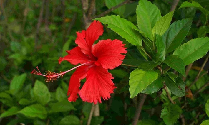 Vì vậy, tulip thích hợp để ngắm một mùa rồi thôi. Hãy xem nó như một vị khách quý: đẹp, sang nhưng không nên ở lại lâu. Nếu bạn yêu tulip, hãy tặng nó một chỗ trang trọng trong phòng mát – hơn là bắt nó chịu đựng ban công nắng gió thất thường.