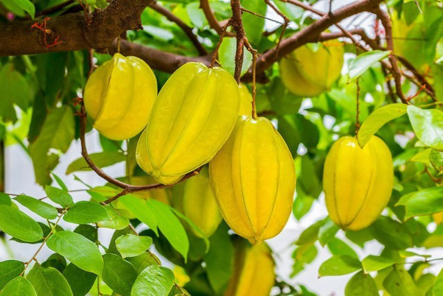 10. Cây giản dị mà đầy ý nghĩa phong thủy, văn hóa và y học: Không cần xa hoa, cây khế vẫn luôn có chỗ đứng đặc biệt trong lòng người Việt. Trồng một cây khế trước nhà – là trồng sự thịnh vượng, trồng cảm giác an yên cho cả gia đình.