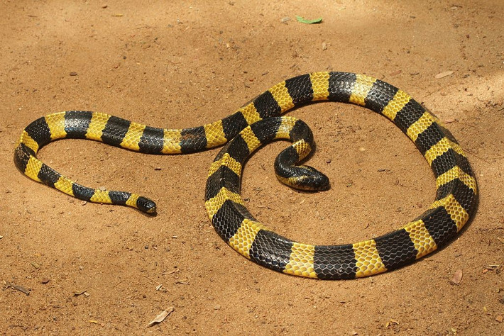 5. Tiger Snake – Rắn Hổ: Rắn hổ phân bố rộng rãi tại miền nam Úc và Tasmania, nổi bật với hoa văn sọc như hổ. Nọc độc của chúng có khả năng làm tê liệt thần kinh, gây suy hô hấp và xuất huyết nội.