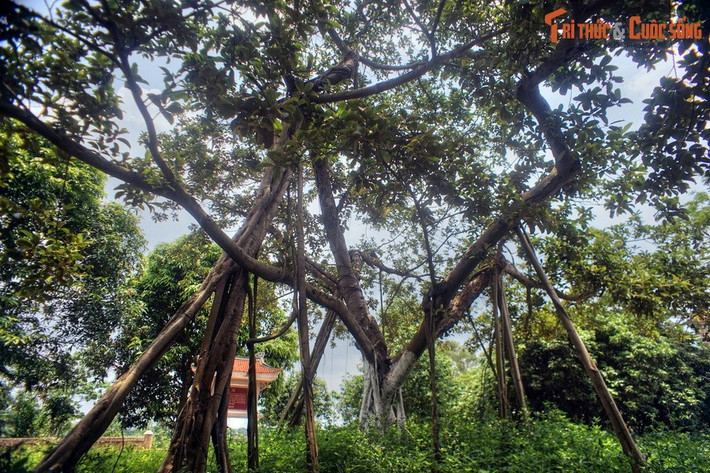 Người căn dặn: “Các cụ, các cô, các chú trồng cây nào, phải trông nom, tưới tắm cây ấy cho thật tốt. Các cháu nhỏ chăn trâu không được làm hư hại cây...”.