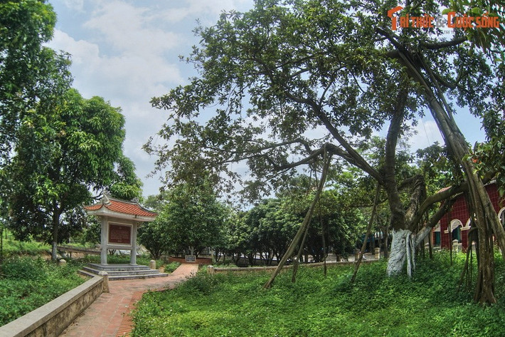 Ở đây bà con đang đào một cái hố rộng. Mọi người mời Bác cùng các cụ già trồng một cây đa. Bác vui vẻ nhận lời. Xem lại cây đa cẩn thận, đặt cây cho thẳng, rồi Bác cùng mọi người xúc đất tốt đắp vào gốc cây.