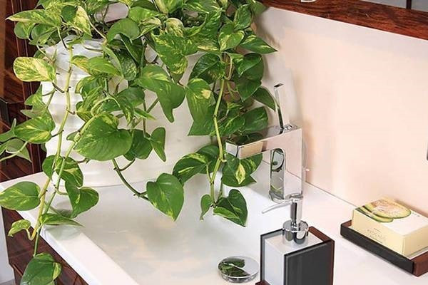 Hợp với người mệnh Mộc, Hỏa – cân bằng âm dương sinh khí. Thuộc hành Mộc, trầu bà giúp tăng sinh khí và hỗ trợ năng lượng tích cực cho người mệnh tương hợp. Càng đặt đúng chỗ càng tăng hiệu ứng phong thủy.