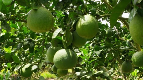 Trong phong thủy, bưởi mang ý nghĩa cát tường, phồn thịnh và đầy đủ - quả tròn căng tượng trưng cho tài lộc viên mãn, gia đạo an yên. Hoa bưởi thơm dịu nhẹ, được xem là biểu tượng của sự thanh khiết, thường nở vào mùa xuân, báo hiệu một năm mới sung túc.