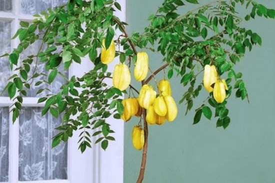 8. Nhà nhỏ vẫn trồng được khế – chọn khế mini hoặc bonsai: Không cần cây to mới phong thủy. Nếu diện tích khiêm tốn, bạn có thể chọn khế bonsai vừa đẹp mắt, vừa dễ chăm sóc lại không che khuất ánh sáng hay tầm nhìn.