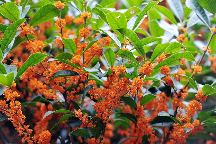 Tôi đã từng đến thăm một gia đình có sân trong có một cây cảnh mộc hương trông giống như một chiếc ô. Mỗi mùa thu khi trăng lên cao trên bầu trời, cả gia đình sẽ ngồi dưới gốc cây, làm bánh và nấu rượu trong hương thơm của hoa mộc.