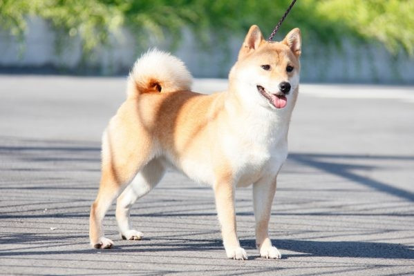 Tuổi Tuất: Dự đoán người tuổi Tuất có thể nhận được sự hỗ trợ từ bạn bè, đồng nghiệp trong tuần này. Công việc có những tiến triển tích cực nhờ vào tinh thần đồng đội.