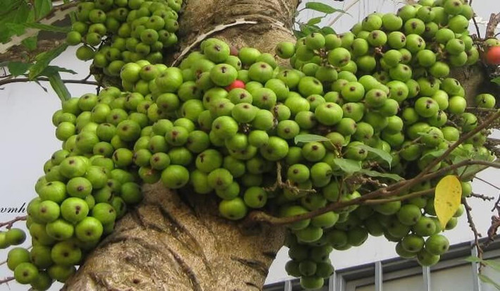 Trong phong thủy, cây sung là biểu tượng của phúc lộc và sự viên mãn. Tên gọi "sung" gợi liên tưởng đến cuộc sống sung túc, dư dả, con cháu đông đúc, làm ăn phát đạt. Cây cũng được xem là loại cây có khả năng tụ khí tốt, giúp giữ năng lượng tích cực trong nhà.