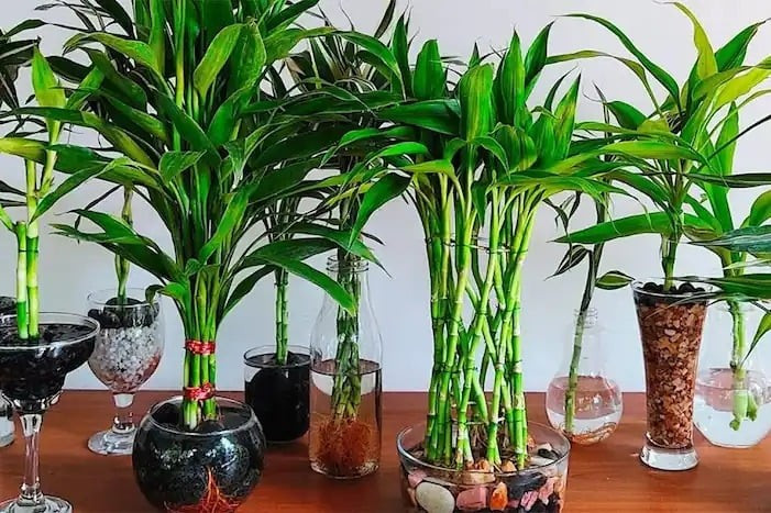 3. Cây phát tài: Biểu tượng của "năng lượng sạch" trong nhà Nhật. Nếu bạn từng ghé thăm các quán cà phê, tiệm sách hay nhà ở Nhật, sẽ thấy cây phát tài (Dracaena) xuất hiện khá thường xuyên, đặc biệt ở góc cửa ra vào hoặc phòng khách.