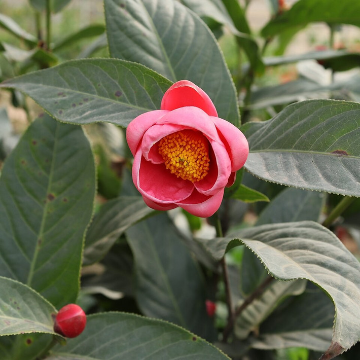2. Hoa hải đường: Hoa hải đường có vẻ ngoài kiêu sa với sắc đỏ, hồng hoặc trắng tinh tế, thường nở rộ vào đầu xuân. Trong phong thủy, hải đường đại diện cho sự phú quý, hạnh phúc và hòa hợp trong gia đình.