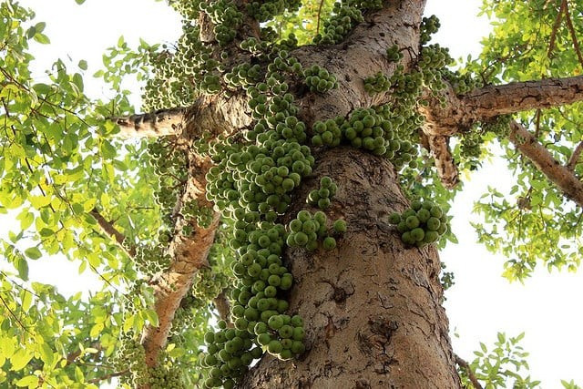 Vị trí “vàng” đặt cây: Bên trái hoặc phải cổng chính. Bên trái giúp đón khí lành, bên phải hỗ trợ sự nghiệp và phát triển. Gia chủ nên cân nhắc đặt theo nhu cầu và mong muốn phong thủy riêng.