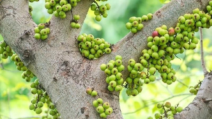 Từ cây ăn trái quen thuộc đến cây cảnh phong thủy sang trọng. Ban đầu được trồng để lấy lá và quả, cây sung ngày nay còn được tạo dáng bonsai, trở thành vật trang trí trong sân vườn và phòng khách.