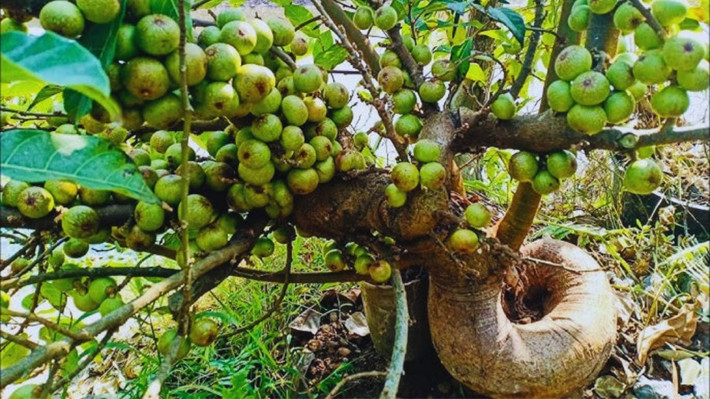 Trồng cây sung: Món “đầu tư xanh” mang lại lộc dài lâu. Không chỉ đẹp và mát, cây sung nếu đặt đúng vị trí, hợp tuổi còn là “báu vật phong thủy” giúp giữ lộc – chiêu tài – bảo vệ bình an cho cả gia đình. (* Thông tin trên chỉ mang tính chất tham khảo).