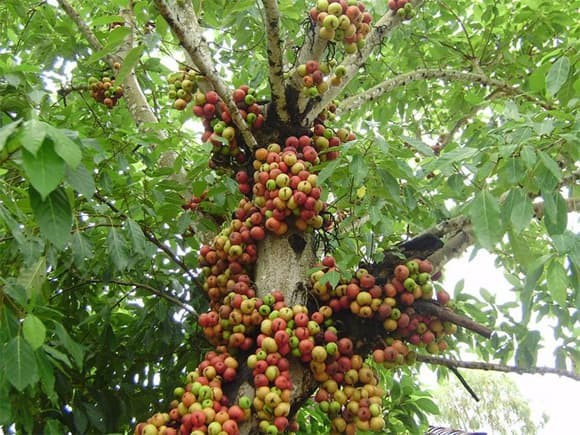 Nên trồng giống sung nào để phát huy phong thủy tốt nhất? Giống sung ta thân to, tán rộng, mang năng lượng mạnh mẽ và bền vững. Trong khi đó, sung Mỹ nhỏ nhắn, dễ trồng trong nhà, phù hợp không gian hẹp.