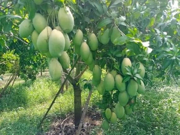 Người xưa cũng tin rằng xoài là loài cây giúp ổn định khí vận, tăng vượng khí cho đất nhà. Vì thế, việc chặt bỏ xoài lâu năm thường bị xem là điềm gở, dễ làm lung lay sự ổn định trong gia đạo, hao hụt phúc phần mà không hay.